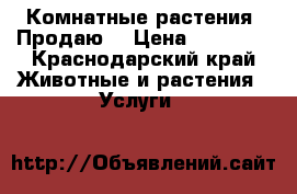 Комнатные растения. Продаю  › Цена ­ 30-500 - Краснодарский край Животные и растения » Услуги   